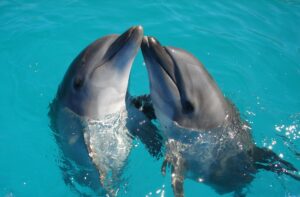 EXPERIENCE OF SWIMMING WITH DOLPHINS IN LOS CABOS